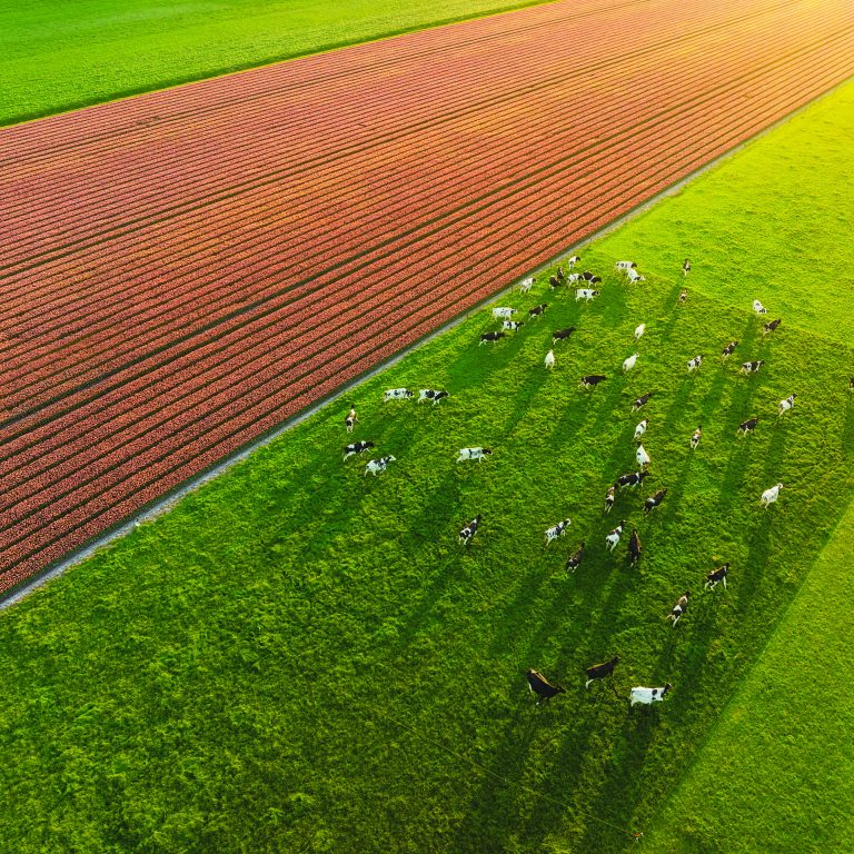 An,Aerial,View,Of,The,Cows.,Field,With,Tulips.,Agriculture