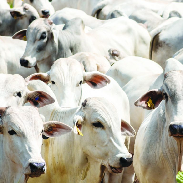 Herd of Nelore cattle grazing in a pasture on the brazilian ranch
