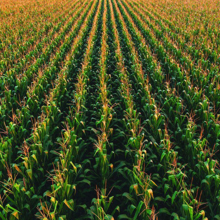 Aerial shot of tasseling corn plants in cultivated field from drone pov, high angle view