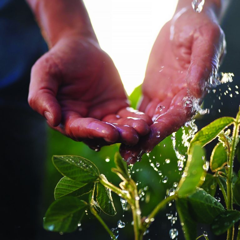 Farmer,Watering,Soybeans,With,His,Hands.,Agriculture,Field,Farming,Concept.