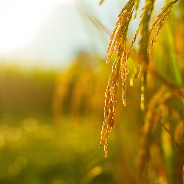 Close-up,Of,Rice,Grains,In,A,Green,Rice,Field,With