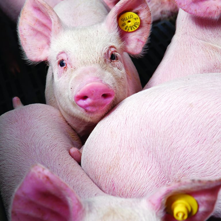 Pigs in stable, pigbreeding in the Netherlands. Pig farming. Lactation.