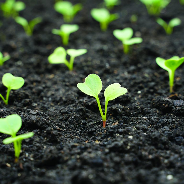 Germination of radish seeds, selective focus. Young radish sprouts grow in the garden. Varietal seeds of Dutch radishes Selesta F1. Radish seedlings in the garden.