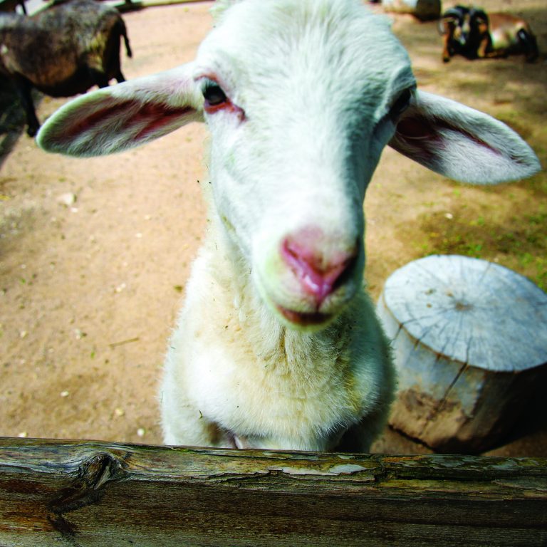 Funny black and white goat portrait with curious expression