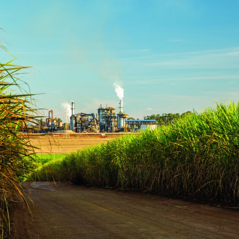 sugar cane industry