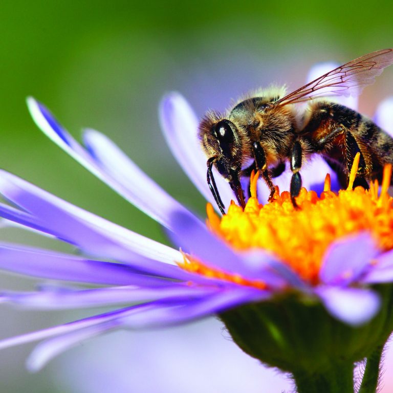 Detail,Of,Honeybee,In,Latin,Apis,Mellifera,,European,Or,Western