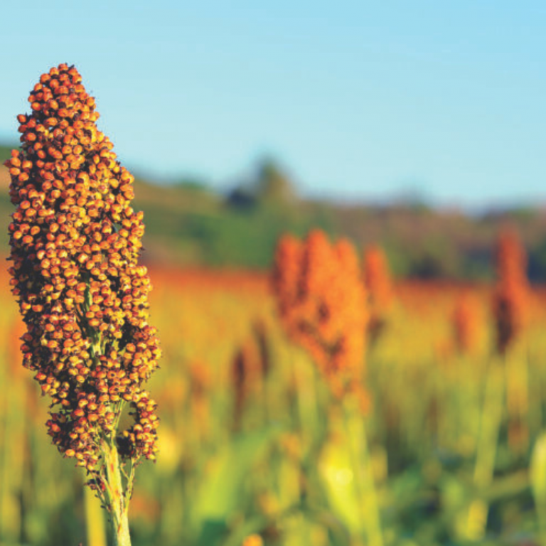 sorgo