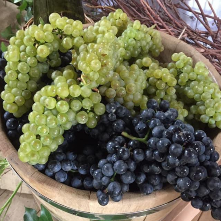 uvas