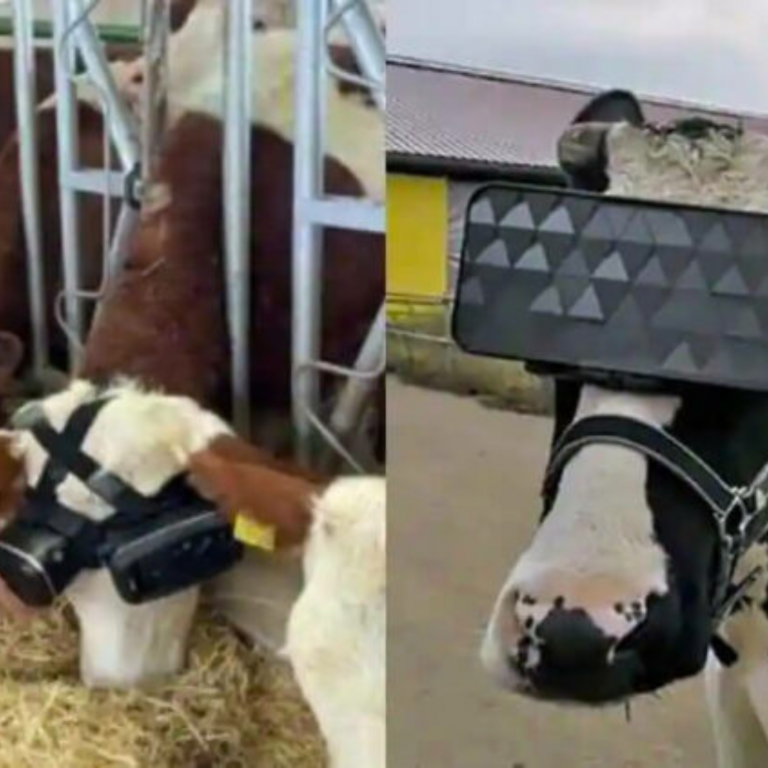 vacas